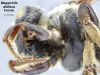 Head Thorax - Ventral View